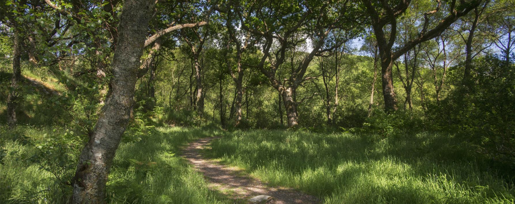 Oakwoods - Resipole Farm