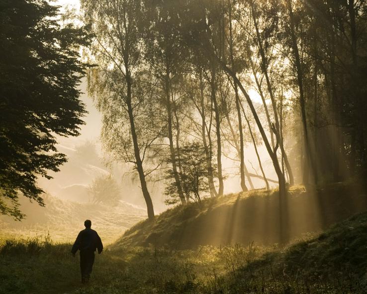 A Walk on the Wild Side